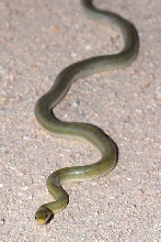 Adult Santa Ritas Green Rat