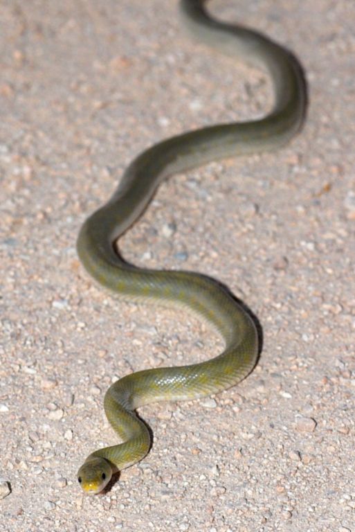 Adult Santa Ritas Green Rat