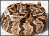 Canebrake Rattler