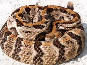 Canebrake Rattler