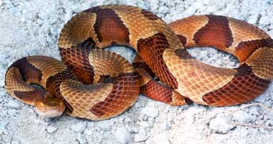 Southern Copperhead