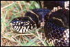 Eastern Kingsnake