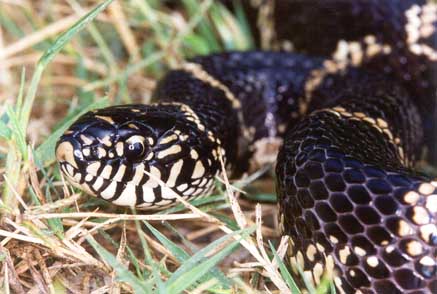 Eastern Kingsnake