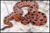 Another shot - NC Pygmy Rattler