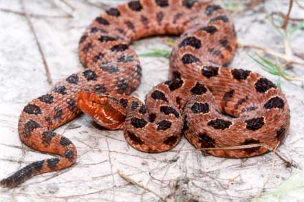 Another shot - NC Pygmy Rattler