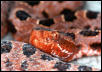 NC Pygmy Rattler
