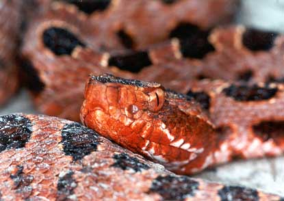 NC Pygmy Rattler