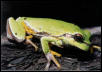 Pine Barrons Tree Frog