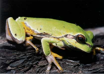 Pine Barrons Tree Frog