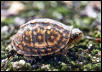 Baby Box turtle