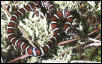 Coastal Plains Milk Snake