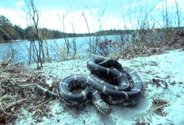 Eastern Kingsnake