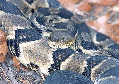 Timber Rattler