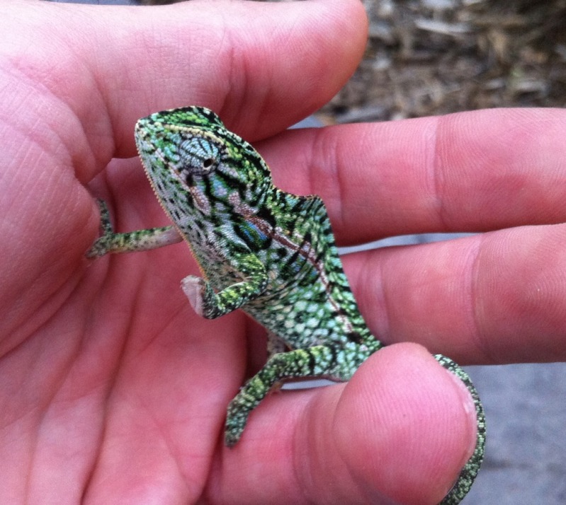 male lateralis
