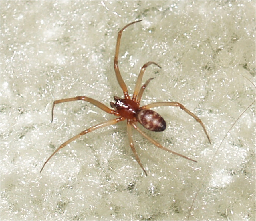 Please identify