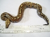 Blood Python