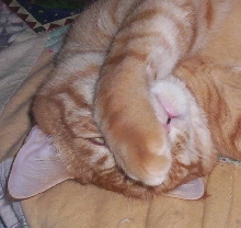 Peek-A-Boo!