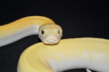 Black & Blue Eyed Ivory