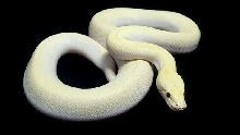 BLACK BLIZZARD