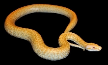 Granite Pearl Burmese Python