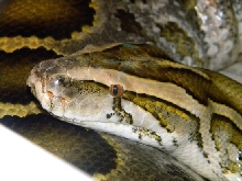 Hypo Eye