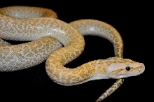 Hypo Granite Burmese Python