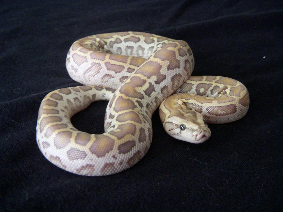 Individual Pic of Platinum