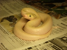 2009 Leucistic Burmese Python