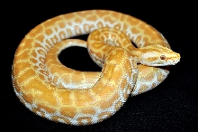 Pearl Burmese Python