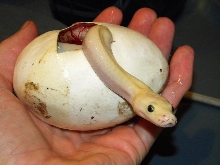 Leucistic Burmese Python