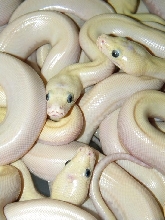 Leucistic Burmese hatchlings