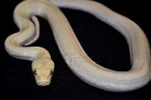 Blizzard Burmese Python