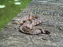 Northern Water Snake Orgy