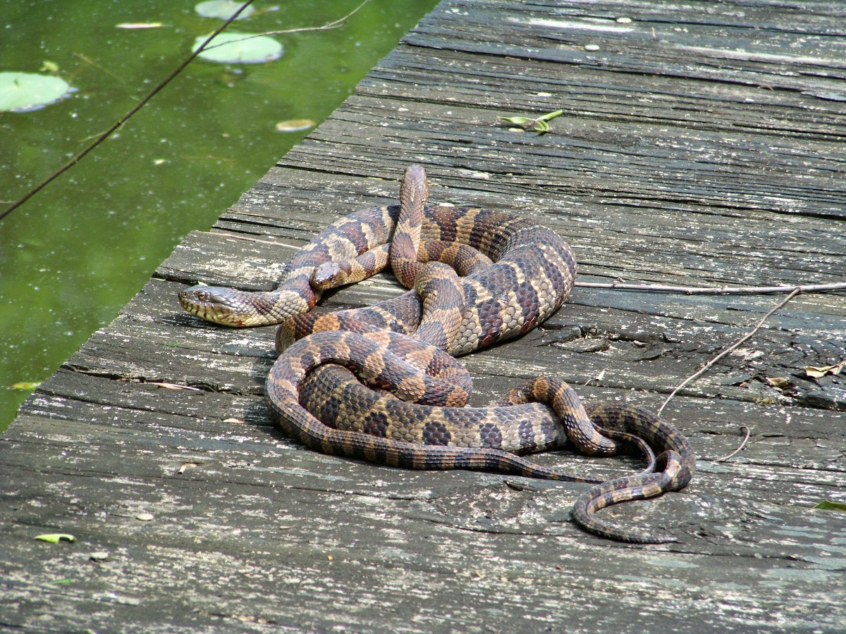 Northern Water Snake Orgy