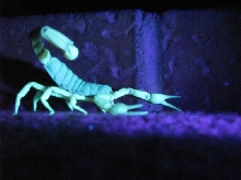 Desert Hairy (Hadrurus Spadix) under UV