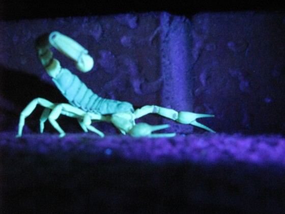 Desert Hairy (Hadrurus Spadix) under UV