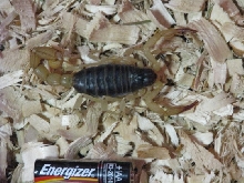 Spadix next to AA Battery to show size
