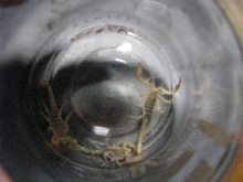Paruroctonus boreus- Northern Scorpion