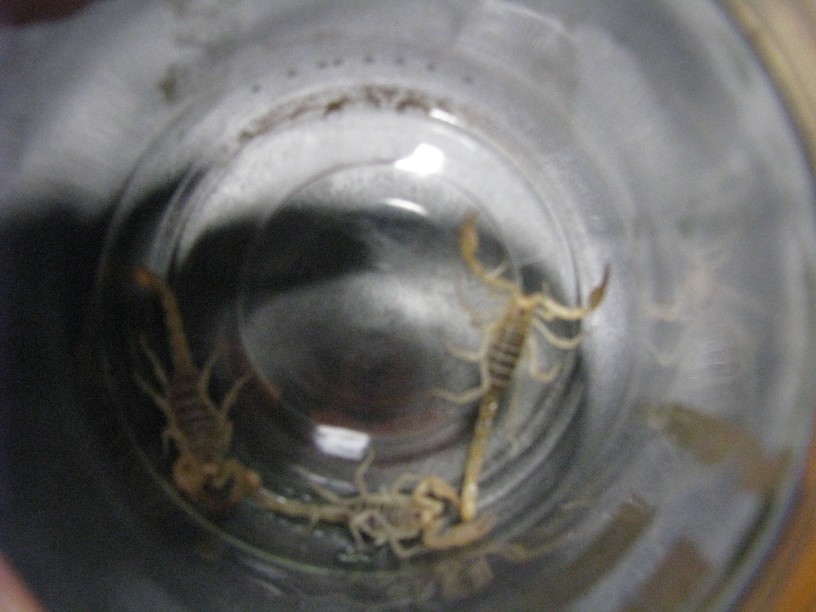 Paruroctonus boreus- Northern Scorpion