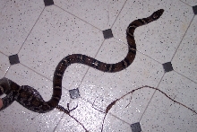 Eastern Milk snake