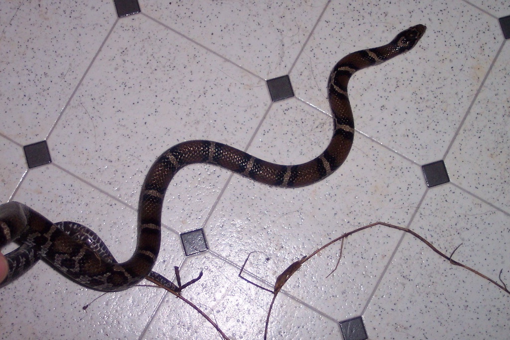 Eastern Milk snake