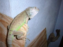 Rex.