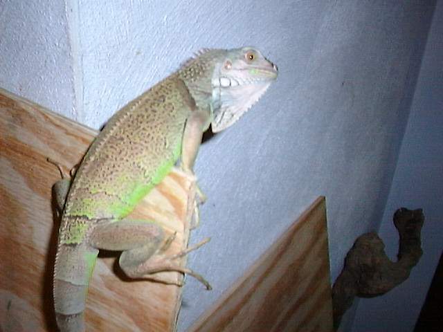 Rex.