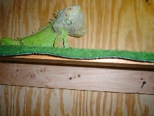 Another pic of Goliath.