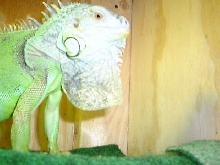 Goliath being big 2