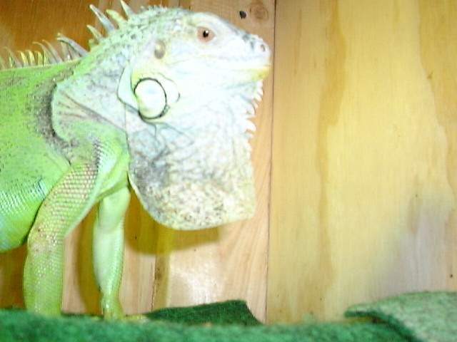 Goliath being big 2