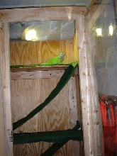 Goliath in his cage.