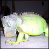 Goliath being big.