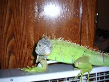 A bored Goliath