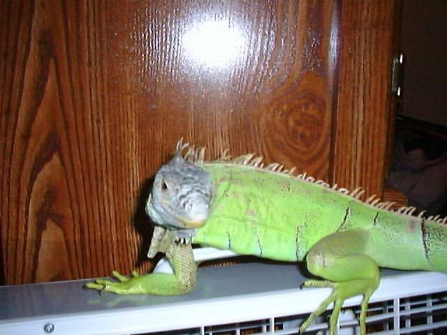 A bored Goliath